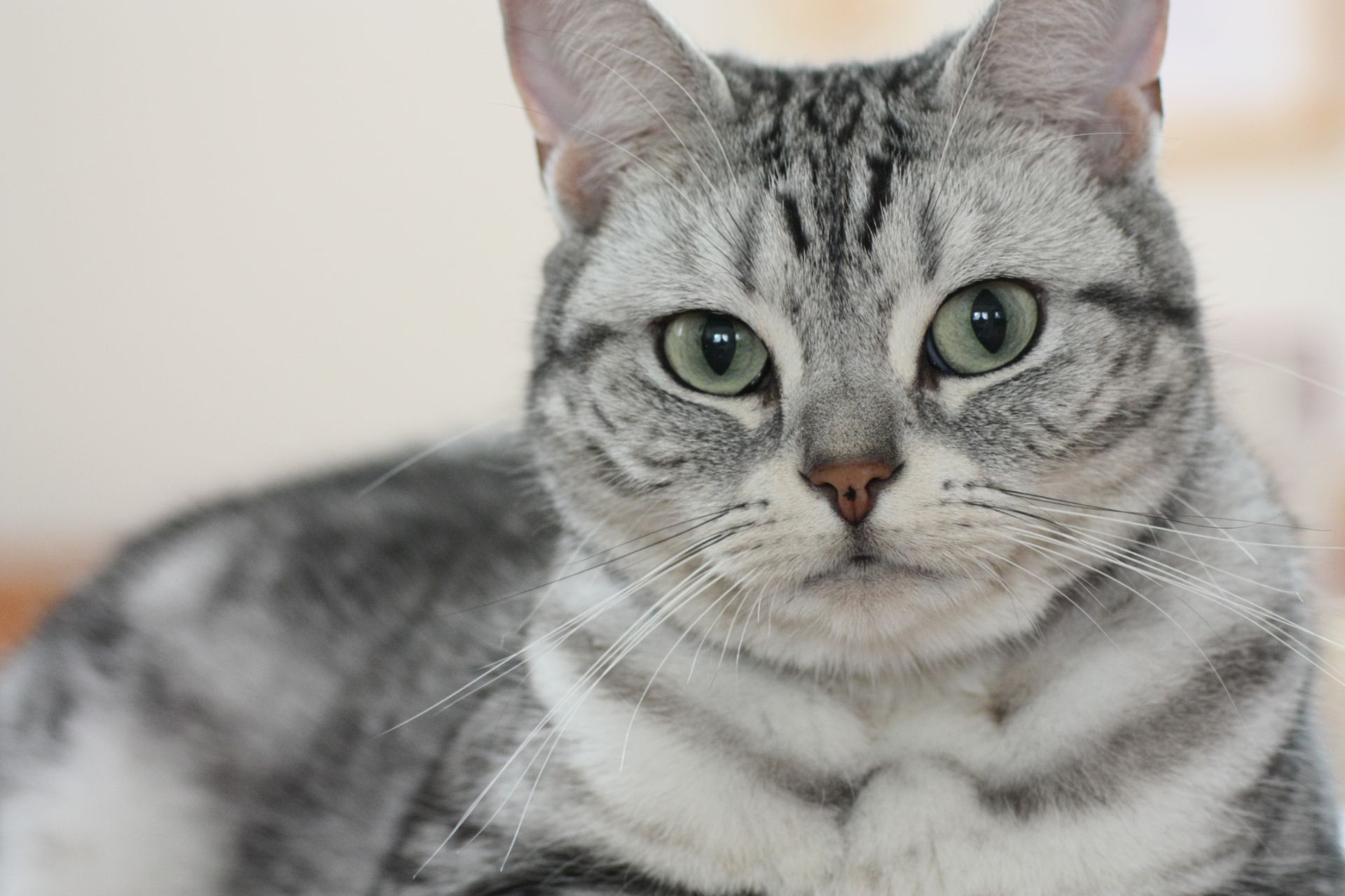 アメリカン・ショートヘアー