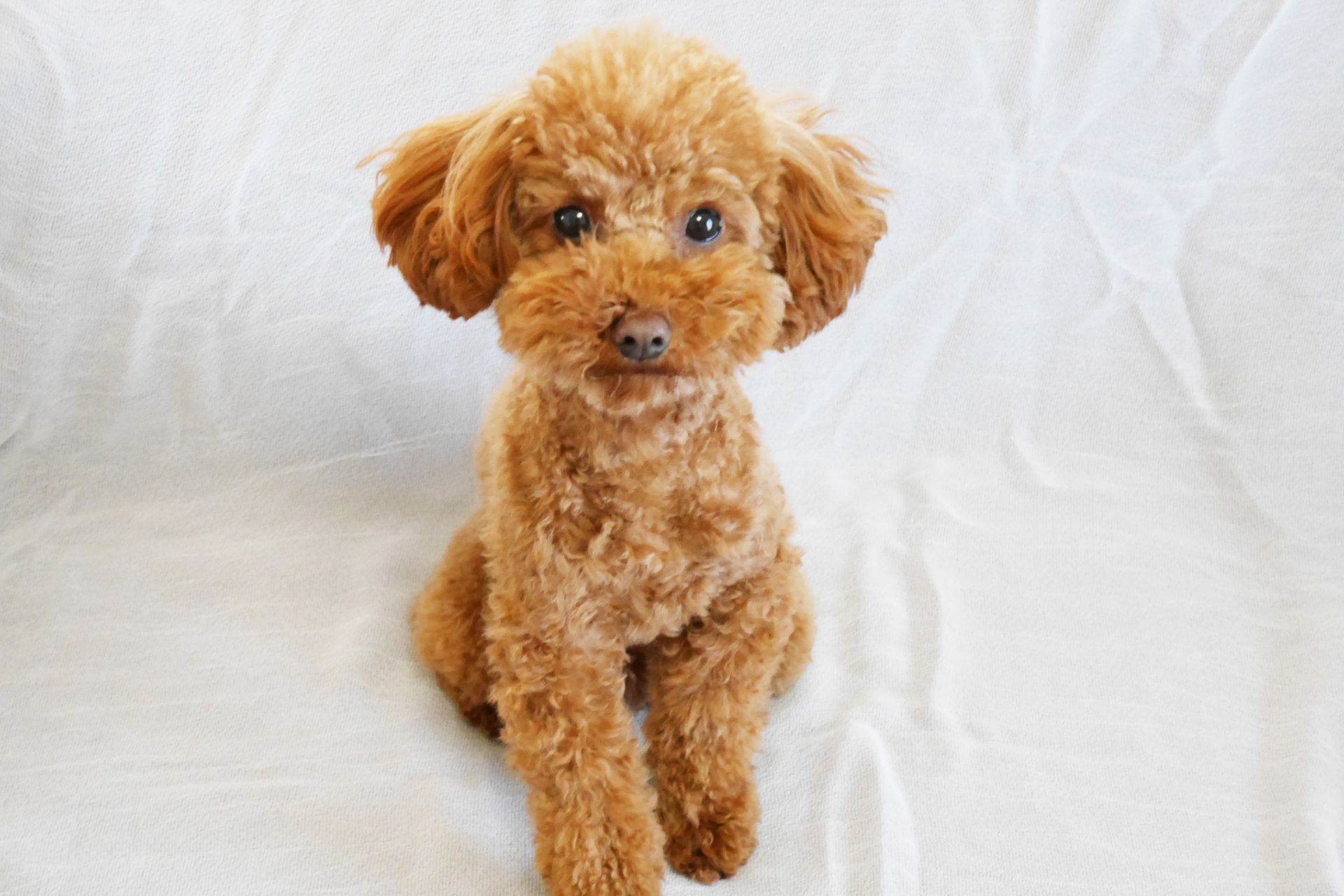 トイ・プードル