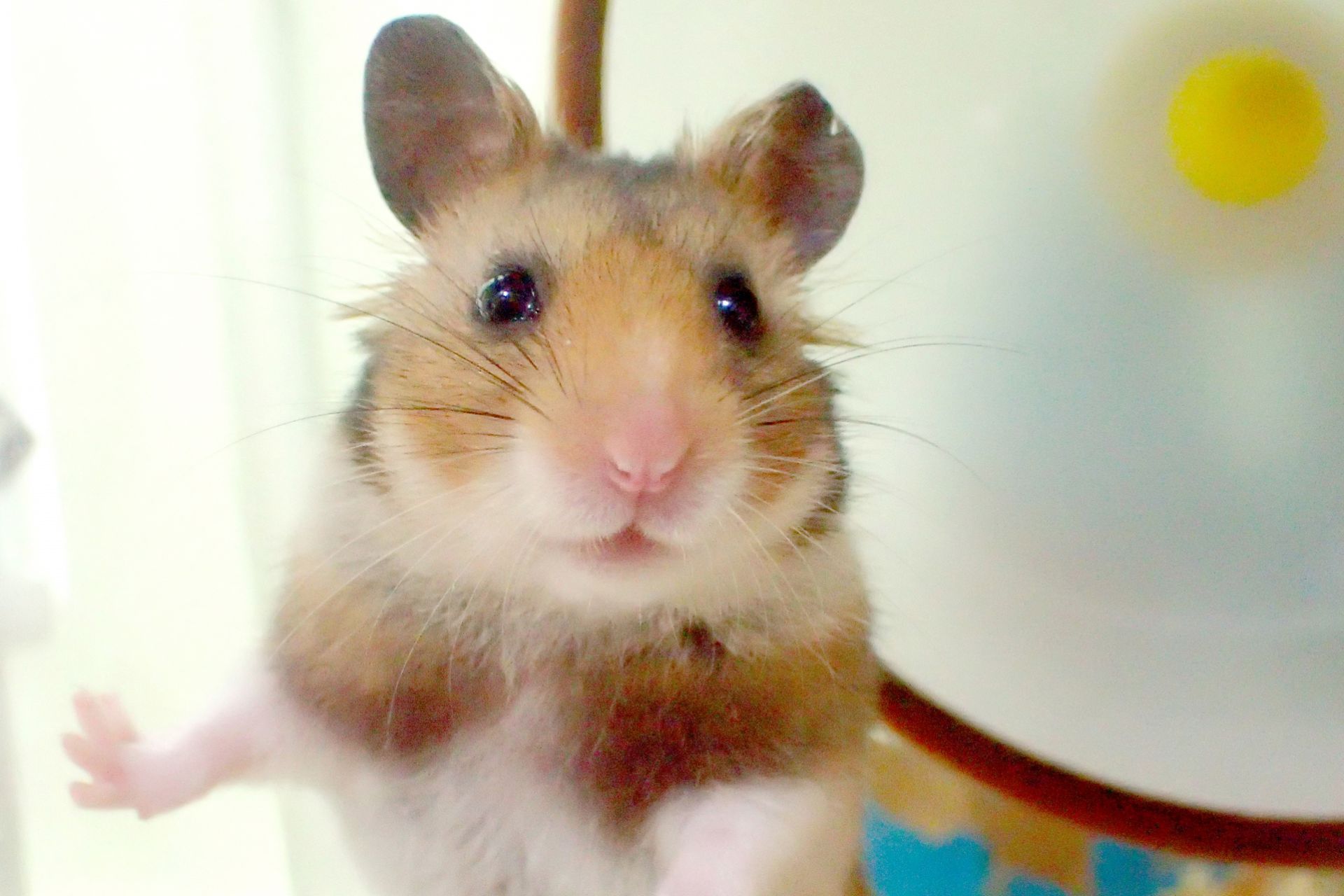 ハムスター