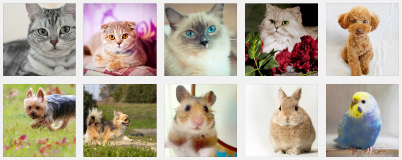 飼いやすいペット10選